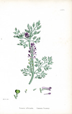 Common Fumitory