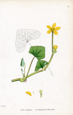 Corn Crowfoot