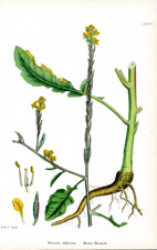 Hoary Mustard