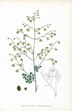 Koch's Meadow Rue