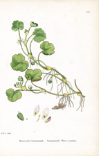 Lenormand's Water-crowfoot