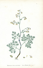 Lesser Meadow Rue