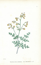 Lesser Meadow Rue