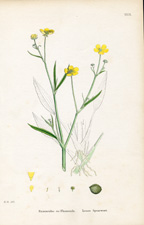 Lesser Spearwort