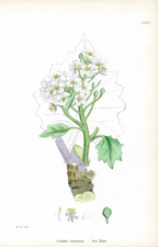 Sea Kale