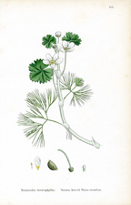 Various leaved Water-crowfoot