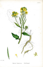 Wild Mustard