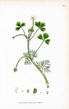 Baudot's Water-crowfoot (?)