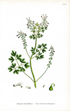 Pale flowered Fumitory