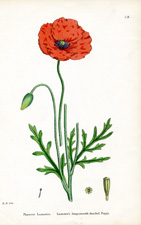 Lamotte's long-smooth-headed Poppy