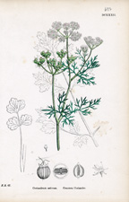 Common Coriander