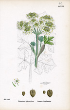 Common Cow-Parsnip