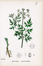 Common Fool's-Parsley