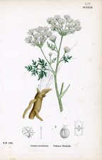 Common Hemlock
