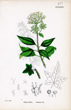 Common Ivy