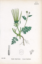 Common Venus'-Comb
