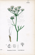 Cornish Bladder-seed