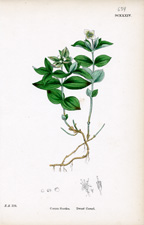 Dwarf Cornel