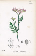Great Bur-Parsley
