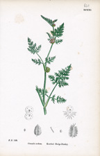 Knotted Hedge-Parsley