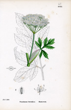 Master-wort