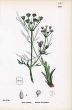 Meadow Sulphurwort
