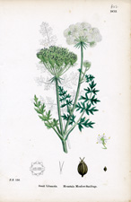 Mountain Meadow-Saxifrage
