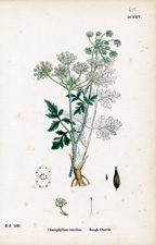 Rough Chervil