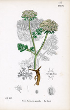 Sea Carrot