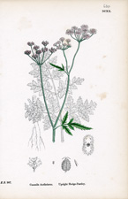 Upright Hedge-Parsley