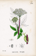 Wild Angelica