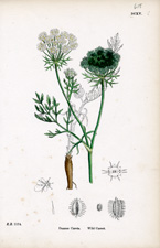 Wild Carrot