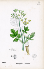 Wild-Parsnip