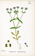 Carinated Lamb's-Lettuce