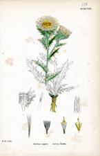 Carline Thistle