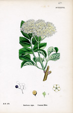 Common Elder