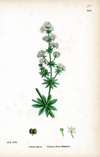 Common Great Bedstraw