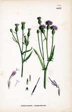 Common Saw-wort
