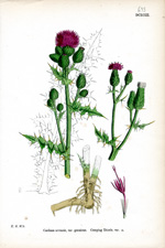 Creeping Thistle