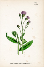 Creeping Thistle