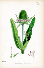 Culivated Teasel
