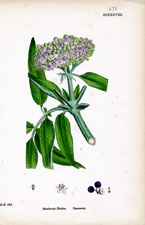 Danewort
