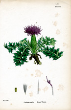 Dwarf Thistle
