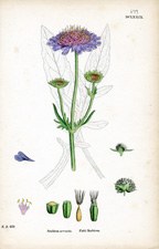 Field Scabious