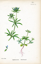 Field Woodruff