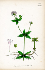 Four-leaved Woodruff