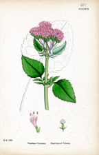 Heart-leaved Valerian