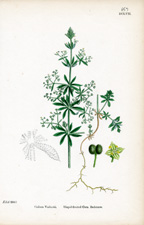 Hispid-fruited Corn Bedstraw