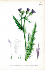Hybrid between Marsh and Meadow Thistles