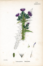 Marsh Thistle